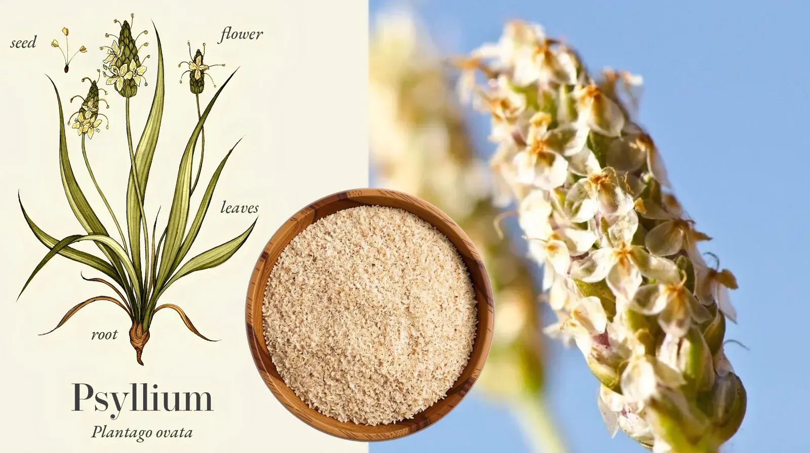Vedafox Group - Premium Quality Psyllium Husk Exporters & Manufacturers